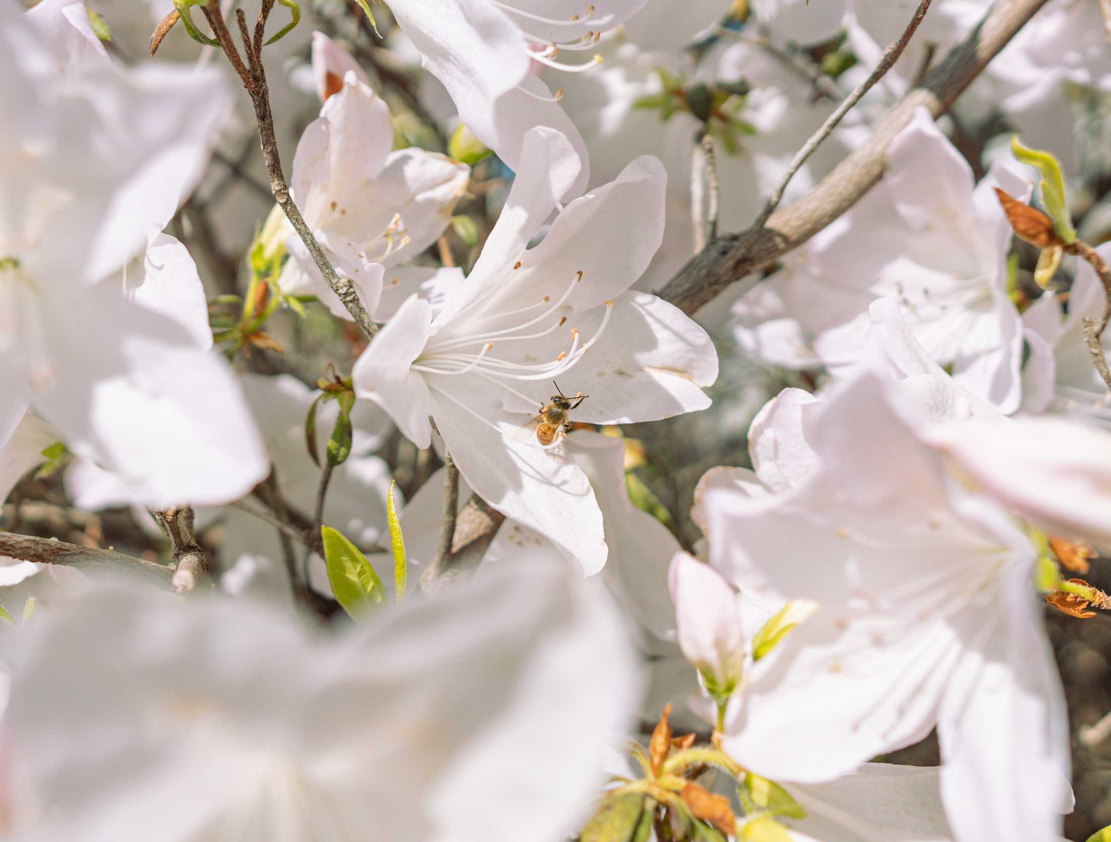 PHOTOS: Springtime at LSU