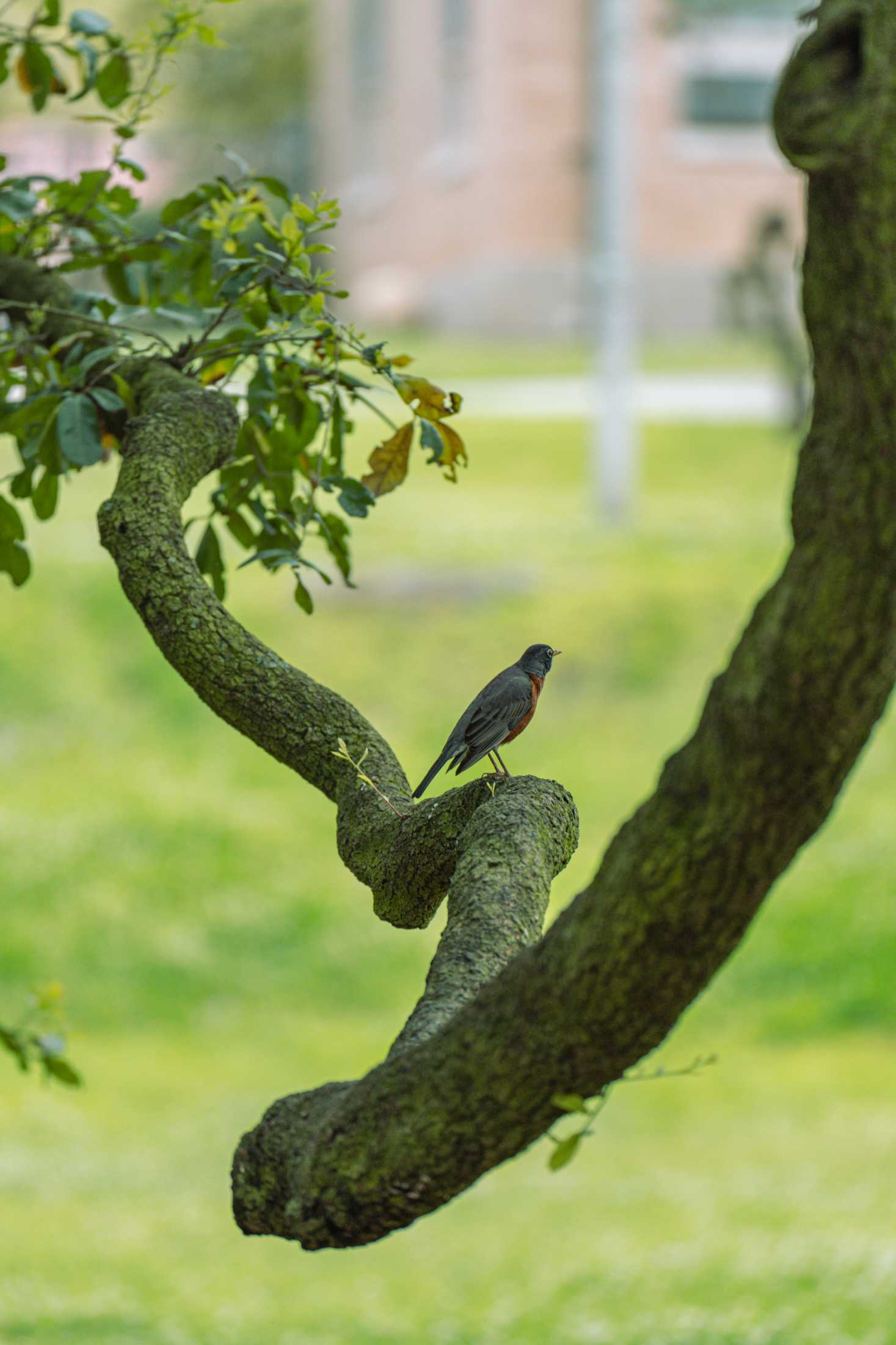 PHOTOS: Springtime at LSU