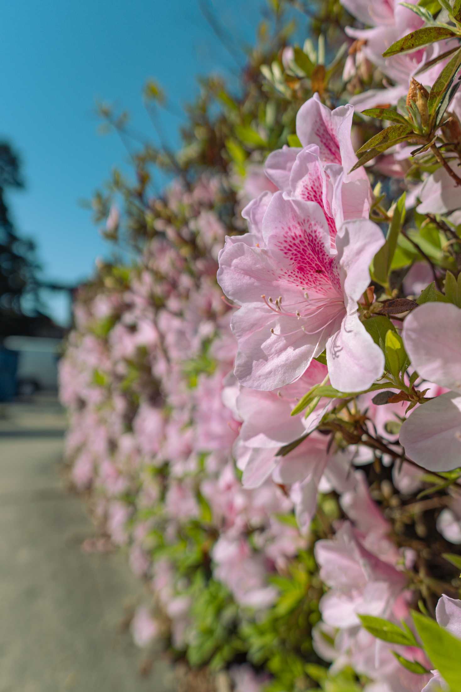 PHOTOS: Springtime at LSU