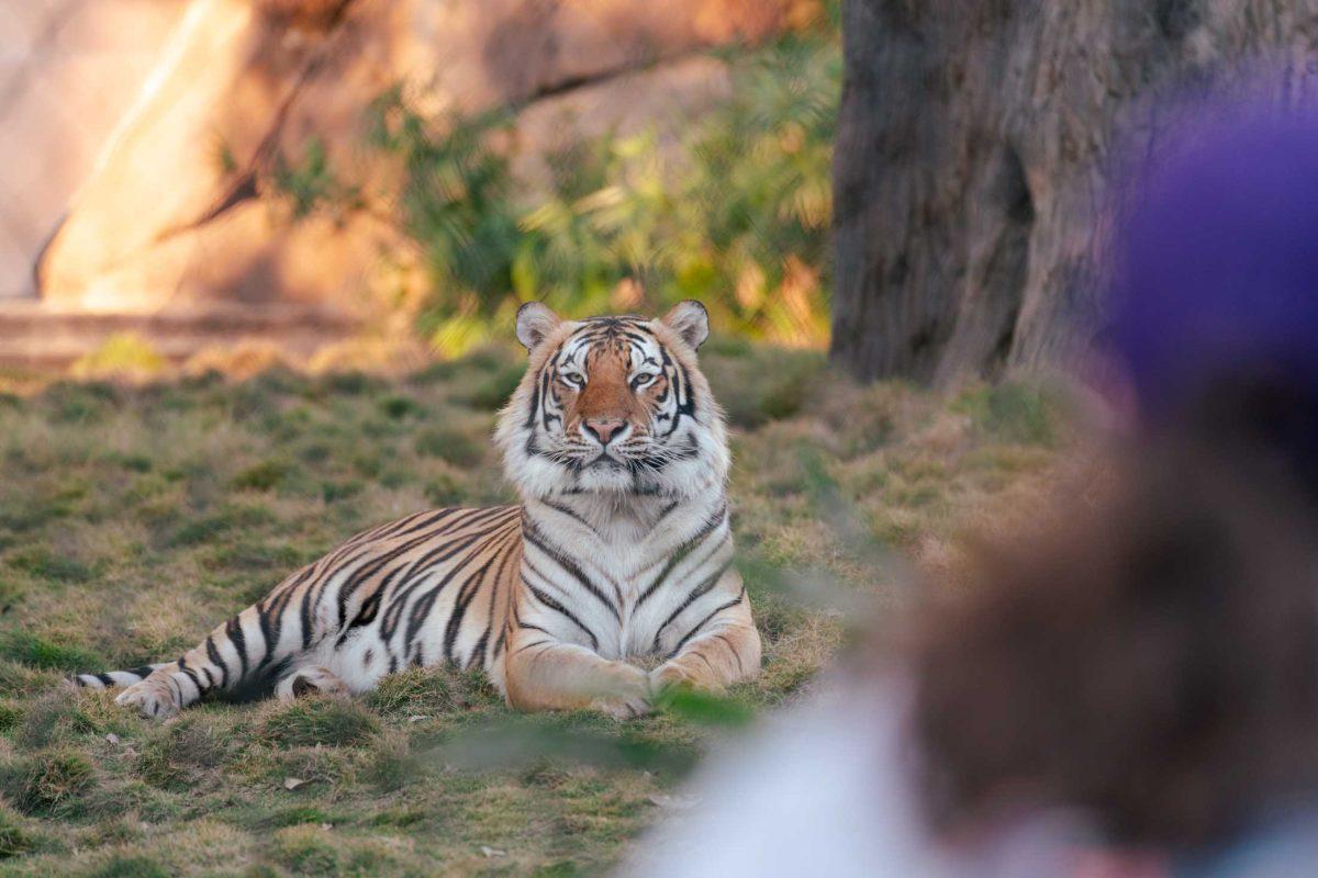 Mike the Tiger sits in the grass on Feb. 1, 2021 as visitors look on at the LSU tiger habitat at 16 N Stadium Dr, Baton Rouge.