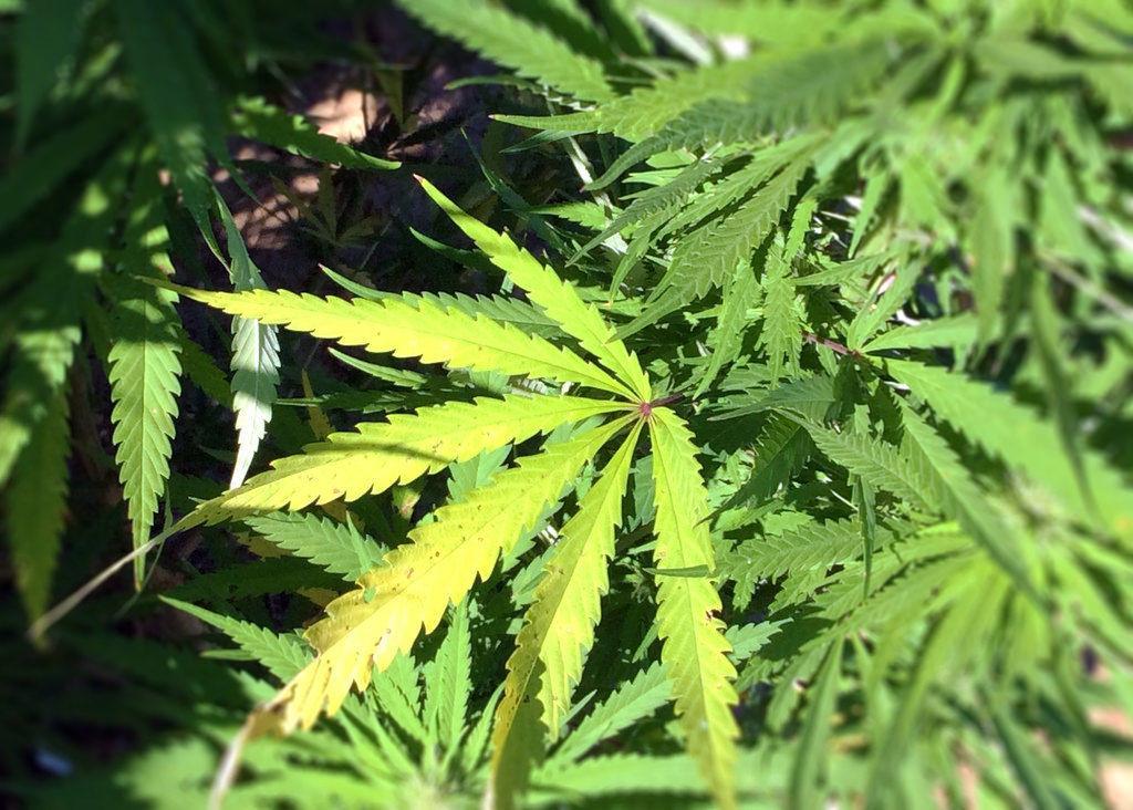 In 2016, the LSU Board of Supervisors gave President F. King Alexander the authority to grow medical marijuana. The program is set to begin rolling out cannabis products by mid 2018.&#160;