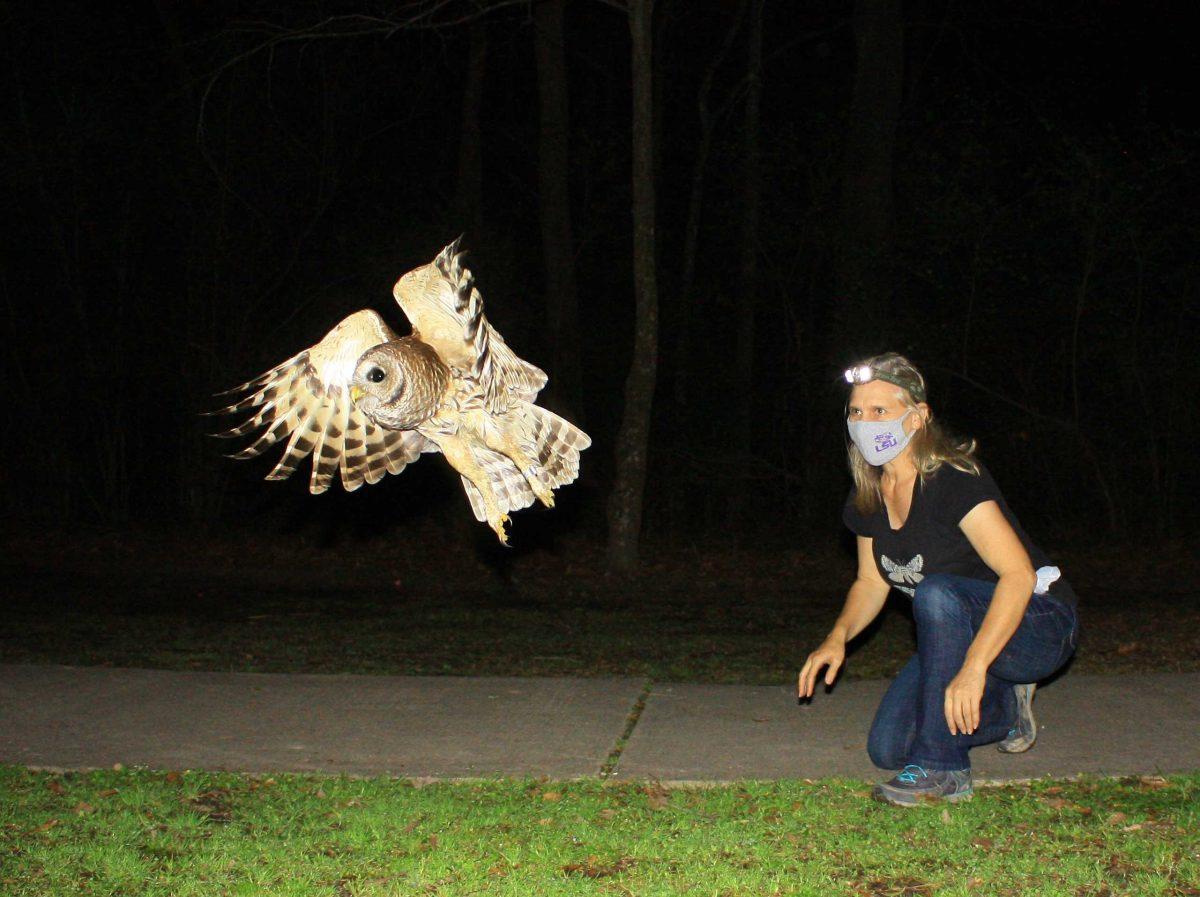 Dr. Sabrina Taylor releases a barred owl named Thoth.