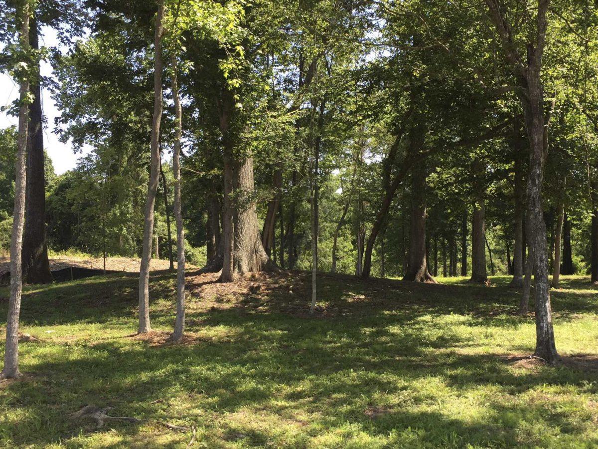 Trees covers an Indian mound in Baton Rouge, La. Archeologist Malcolm Shuman and his crew identified a site at a new Baton Rouge subdivision, the Sanctuary, as an Indian mound dating back to 1300. (Ellyn Couvilli/The Advocate via AP)