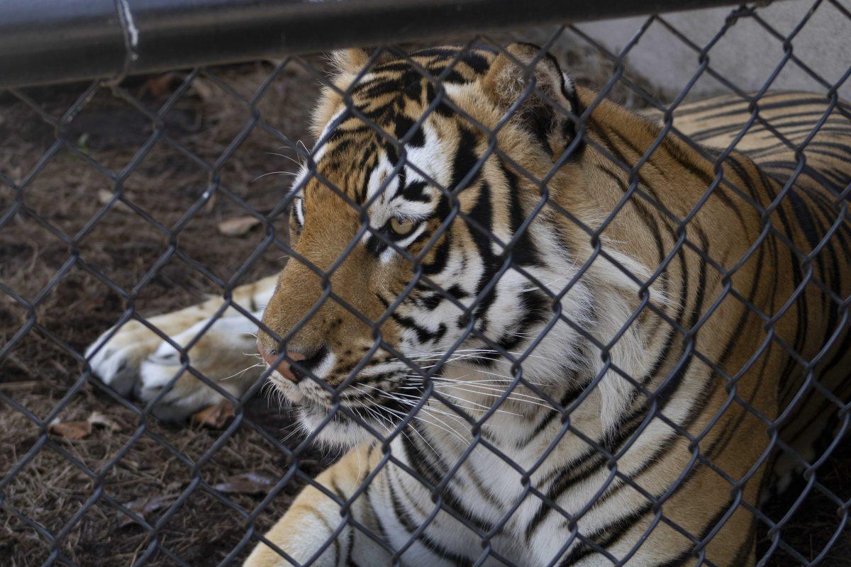 Mike the Tiger relaxes in the shade Monday, August 23, 2021, after a hot day at Mike&#8217;s Habitat on 16 N Stadium Dr, Baton Rouge.