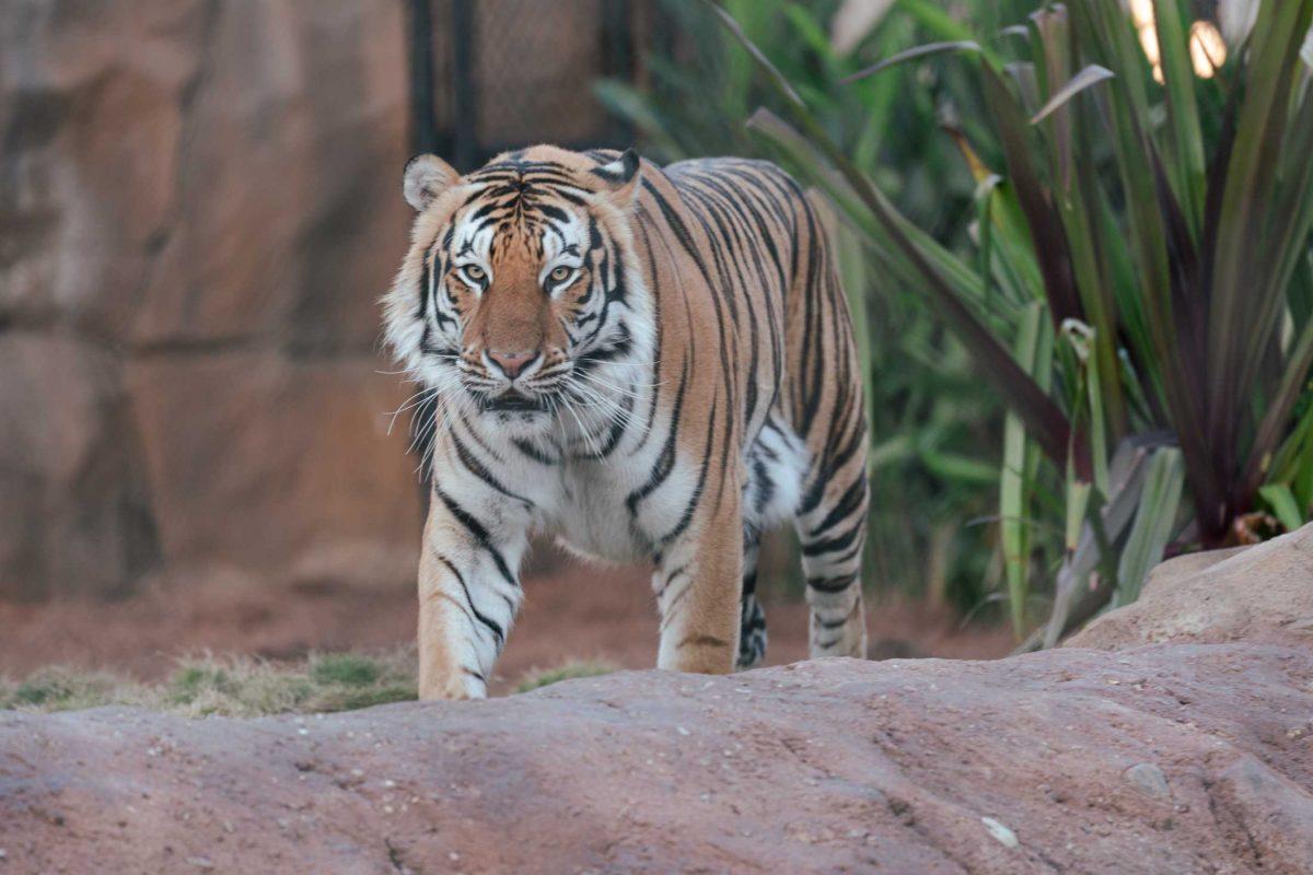 Mike the Tiger walks alongside his pond on Feb. 1, 2021 at 16 N Stadium Dr, Baton Rouge.