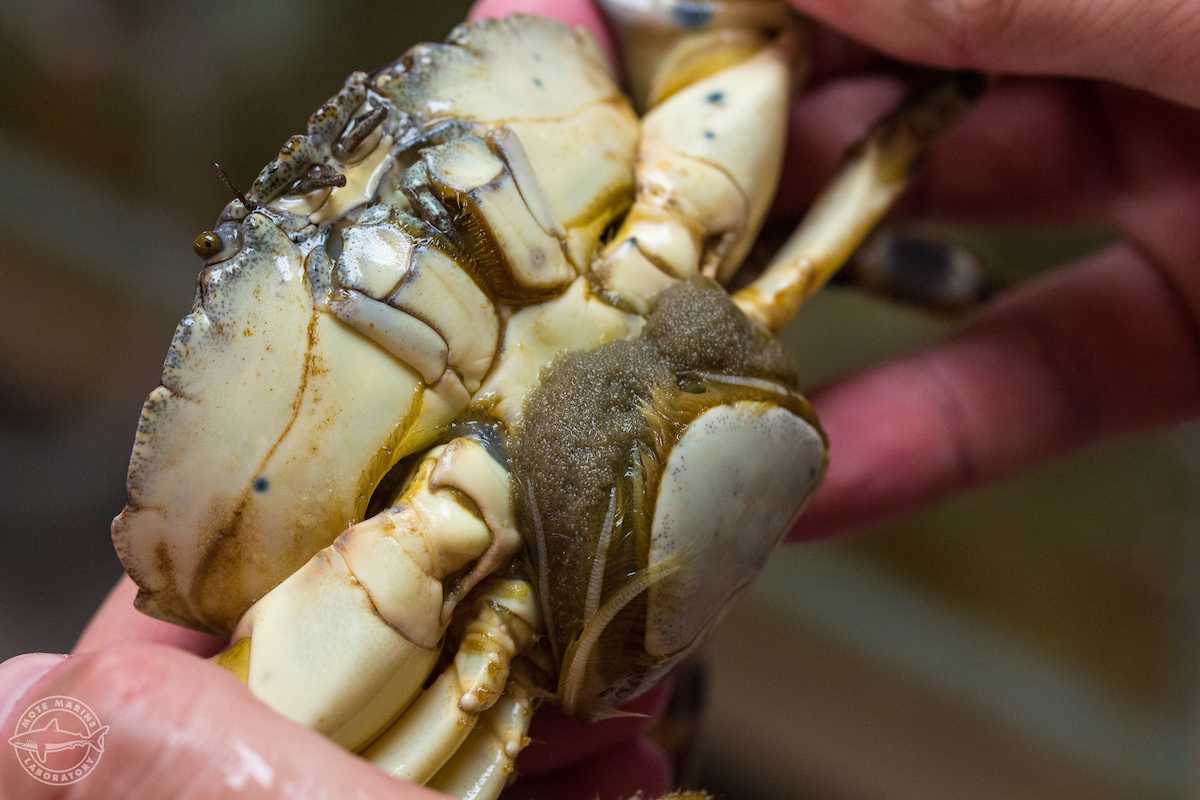 LSU professors receive grant to study effects of climate change on Florida stone crab