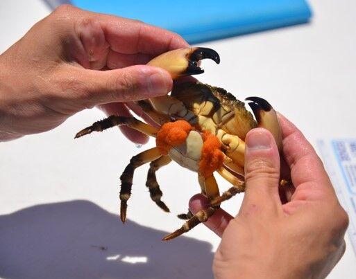 LSU professors receive grant to study effects of climate change on Florida stone crab