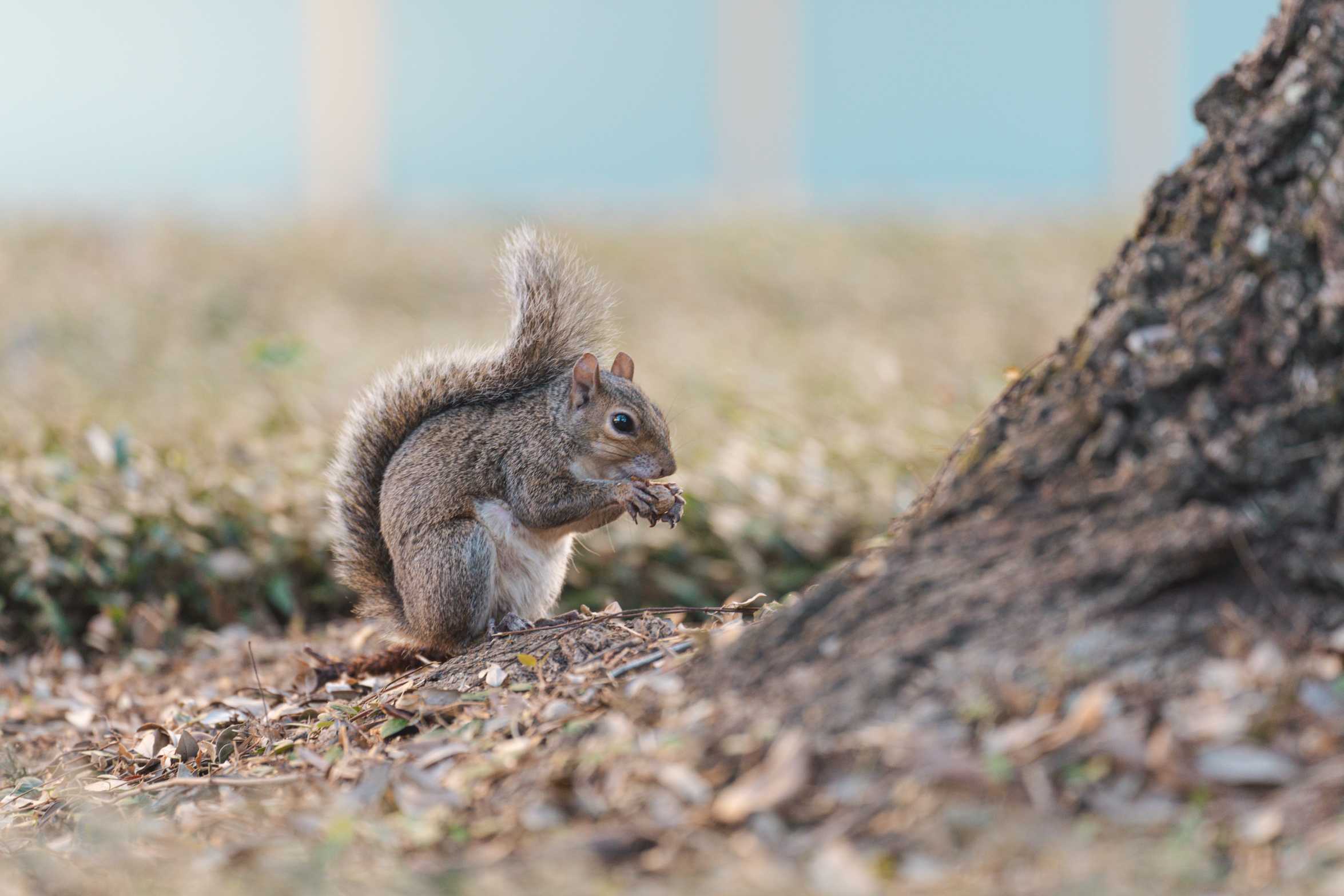 Should you feed LSU's friendly campus squirrels? A mammalogist says probably not.