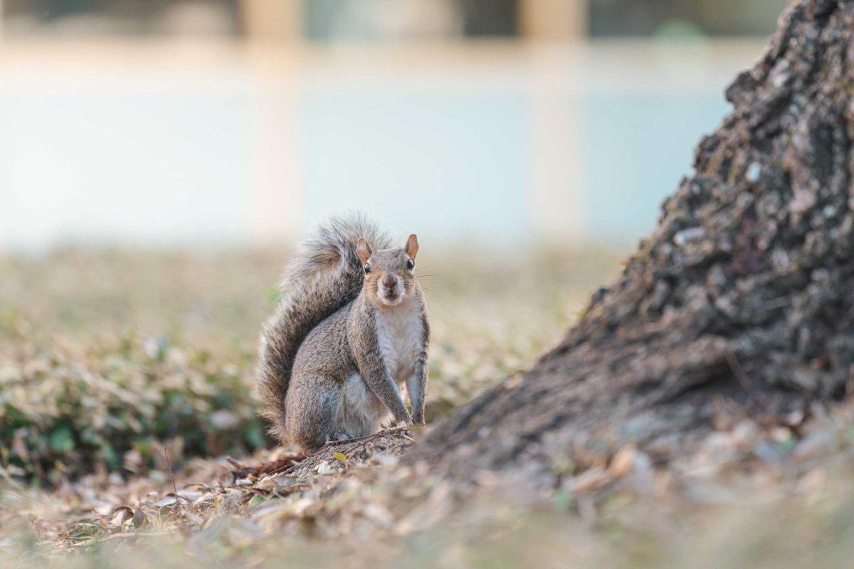 A squirrel sits on the roots of a tree on Saturday, Oct. 16, 2021, in the LSU Quad in Baton Rouge, La.