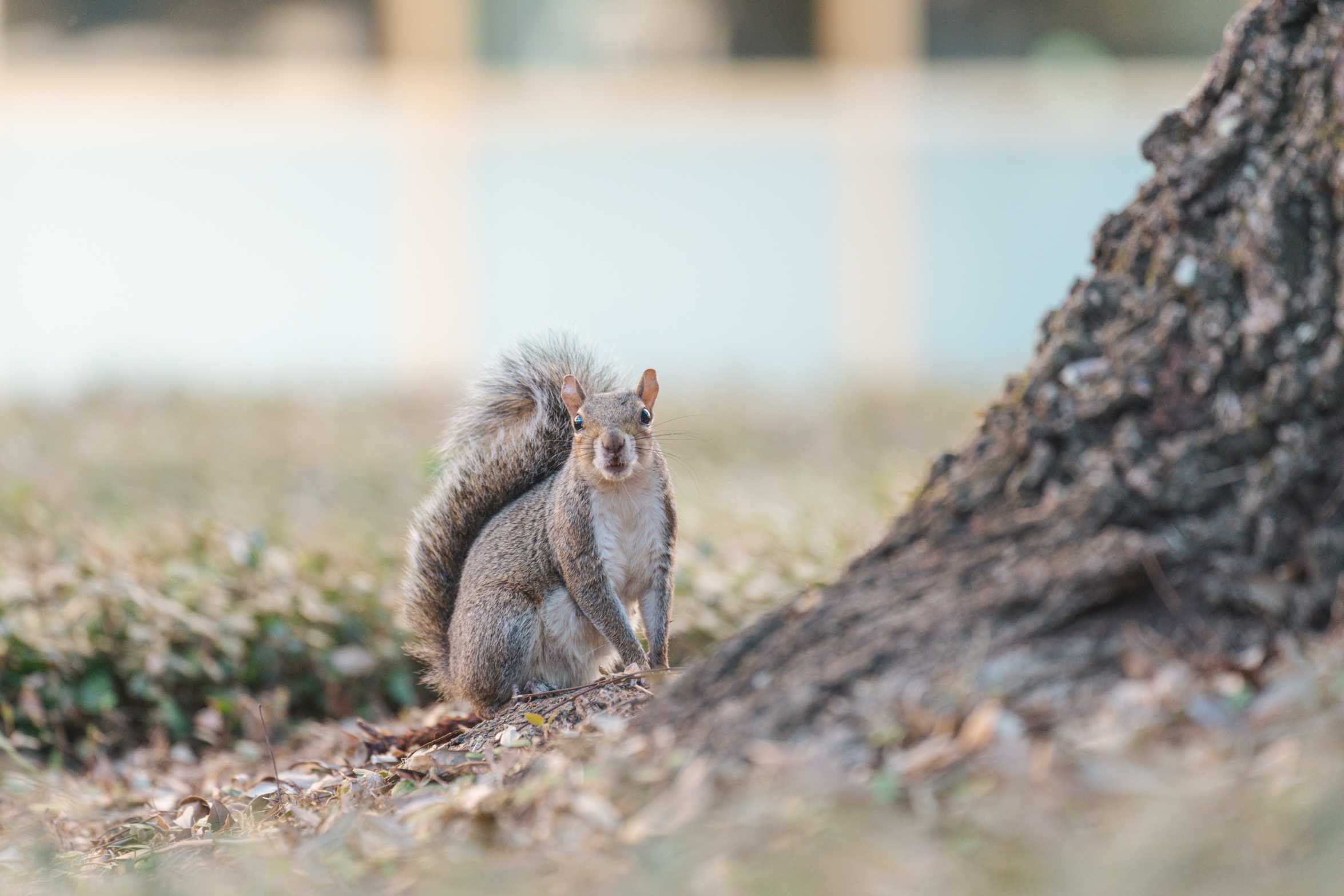 Should you feed LSU's friendly campus squirrels? A mammalogist says probably not.