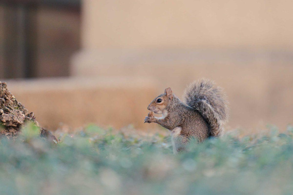 A squirrel nibbles on a nut on Saturday, Oct. 16, 2021, in the LSU Quad in Baton Rouge, La.