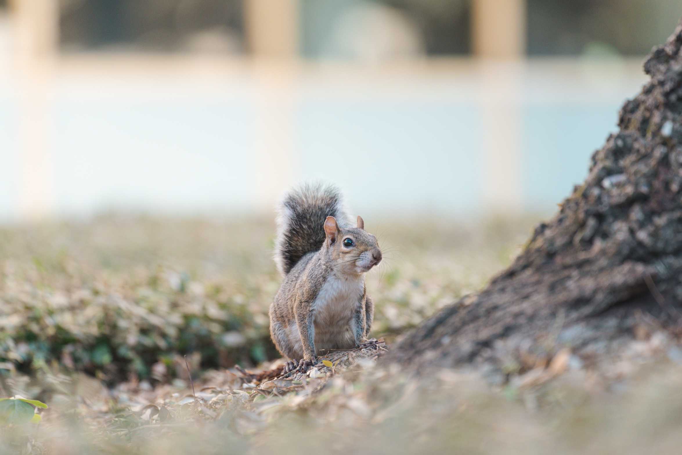 Should you feed LSU's friendly campus squirrels? A mammalogist says probably not.