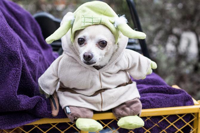 A small dog sits in its basket wearing a Yoda costume at Bark in the Park in Downtown Baton Rouge on Sunday, Jan. 28, 2018.