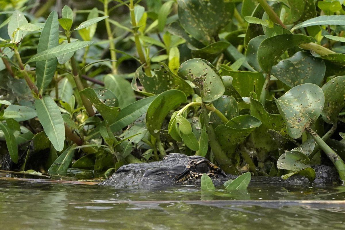 An alligator peeks out among vegetation along the bank of Hog Bayou, part of the Wax Lake Delta system, in St. Mary Parish, La., Saturday, May 1, 2021.