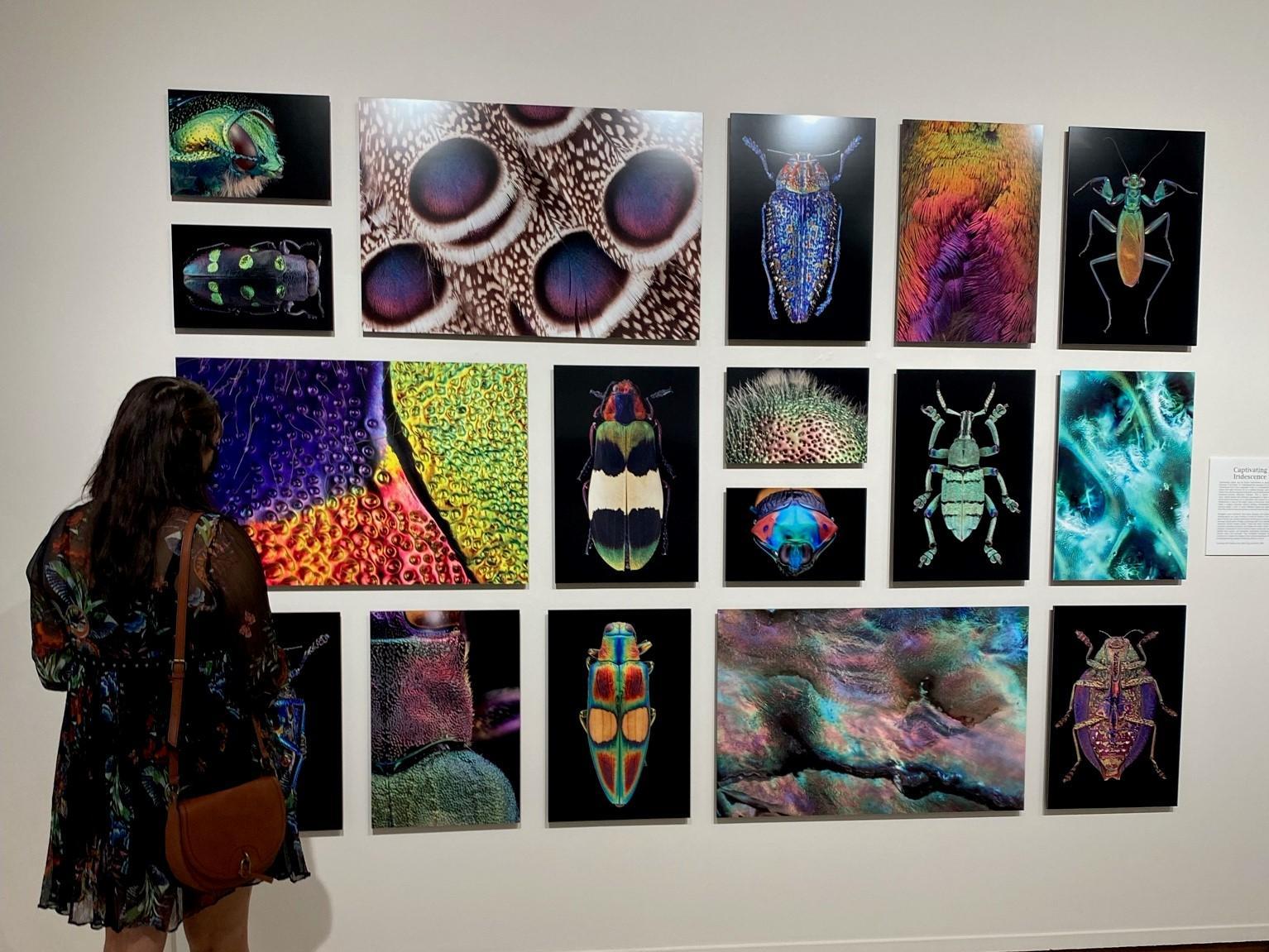 'Nature does have this profound beauty': Art and science intersect in exhibit highlighting LSU lab