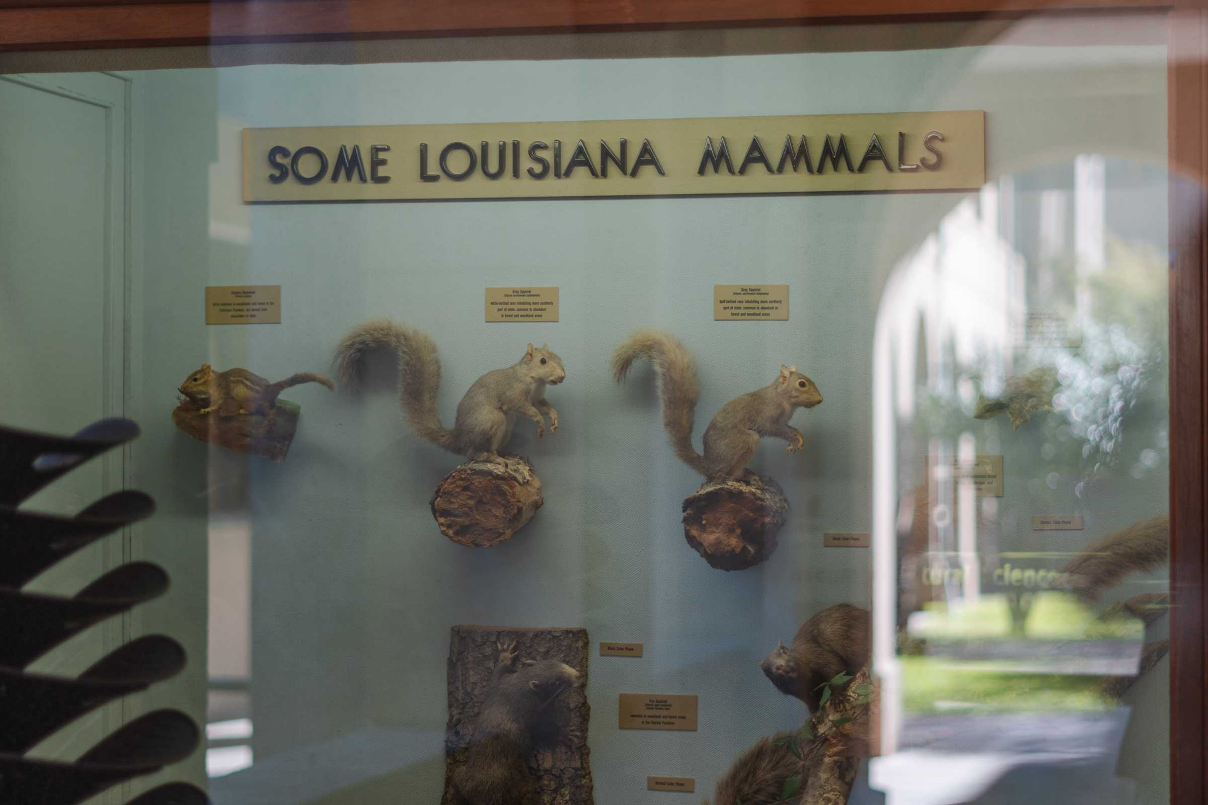 PHOTOS: Keeping the Quirks: A unique perspective of LSU's campus