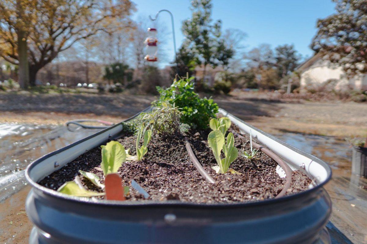 Piping feeds water to the plants on Saturday, Feb. 5, 2022, at the LSU Hill Farm Gardens on South Campus Drive in Baton Rouge, La.