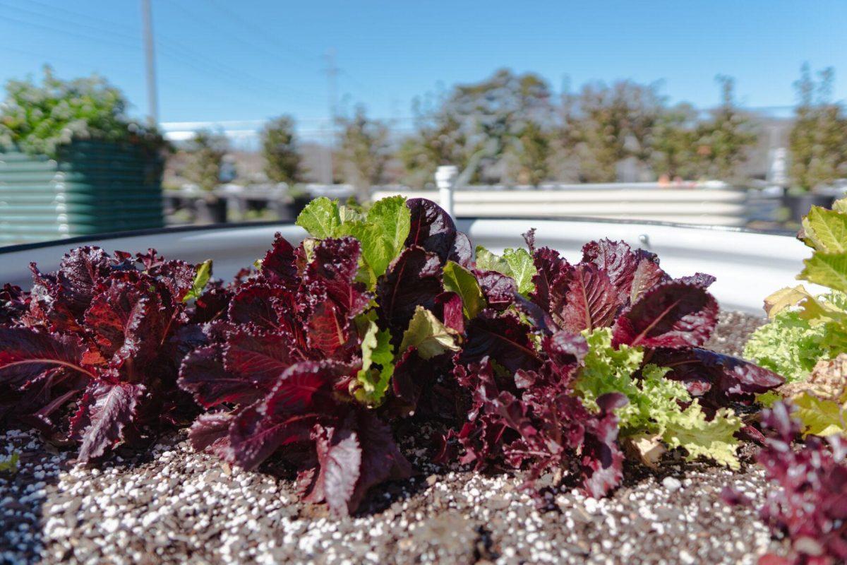 A leafy plant sits under the sun on Saturday, Feb. 5, 2022, at the LSU Hill Farm Gardens on South Campus Drive in Baton Rouge, La.