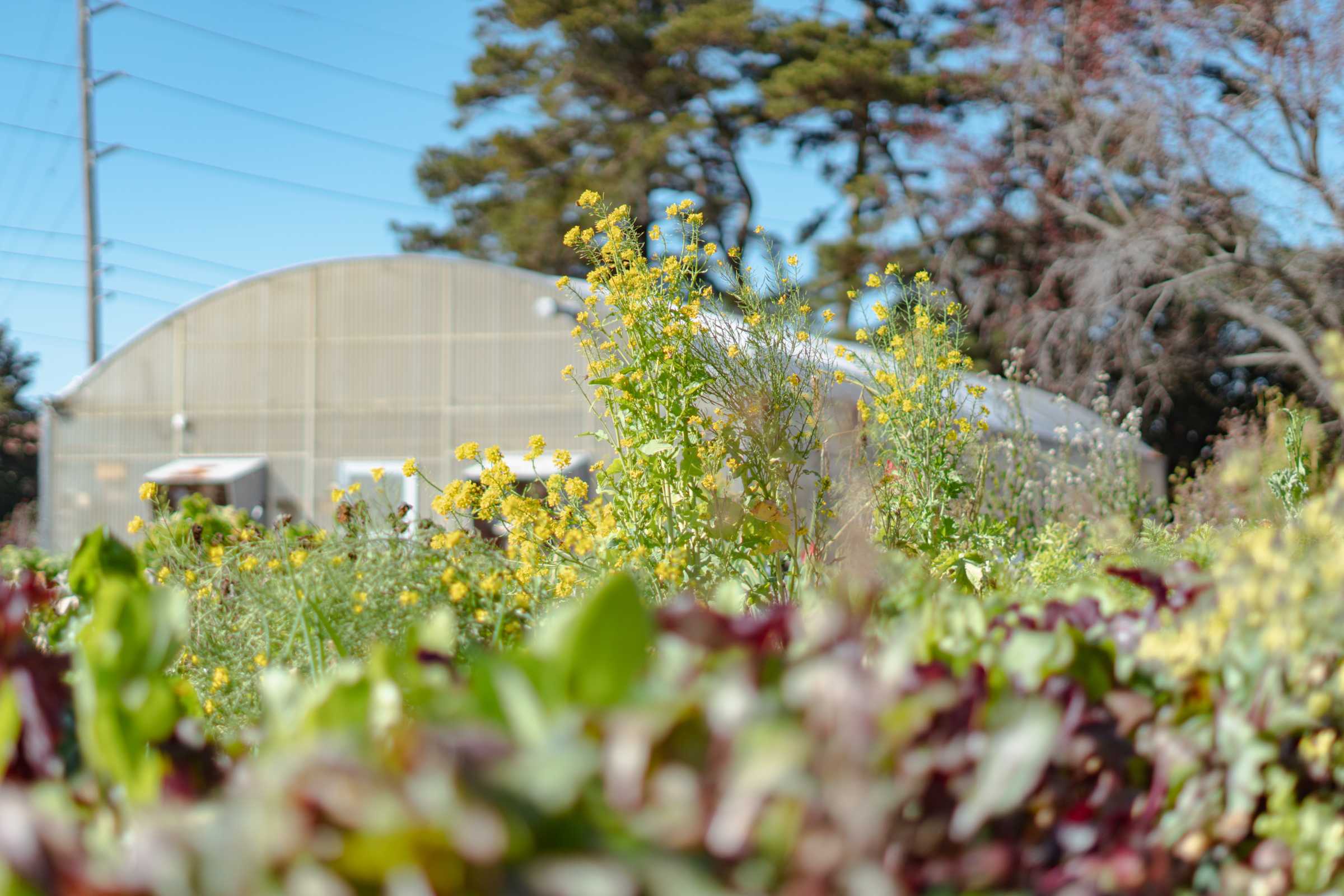 More green, less gray: Campus Sustainability looking for eco-friendly student initiatives