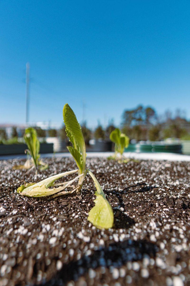 A few plants grow in a tub of soil on Saturday, Feb. 5, 2022, at the LSU Hill Farm Gardens on South Campus Drive in Baton Rouge, La.