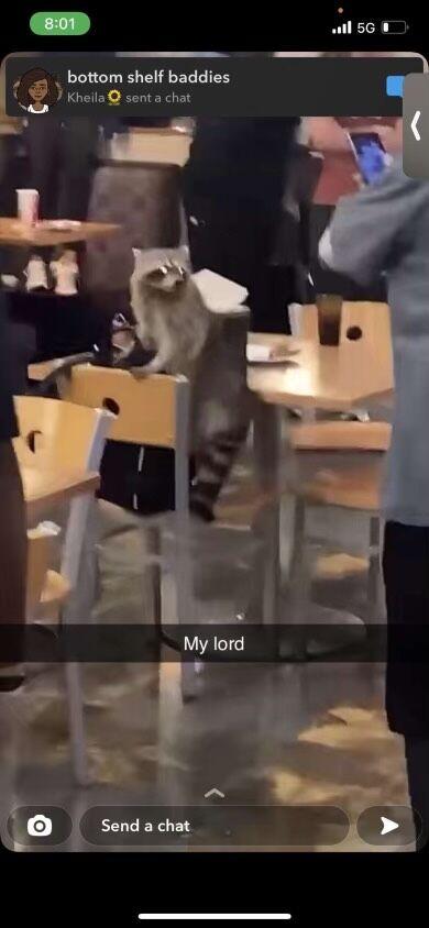 Raccoon falls through 459 Dining Hall ceiling in room of packed students