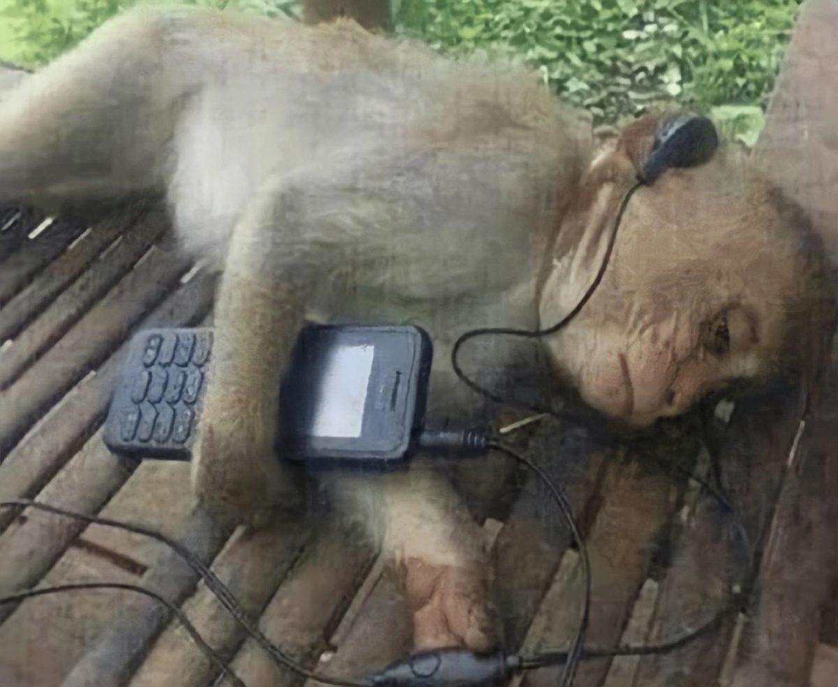 Sad monkey music