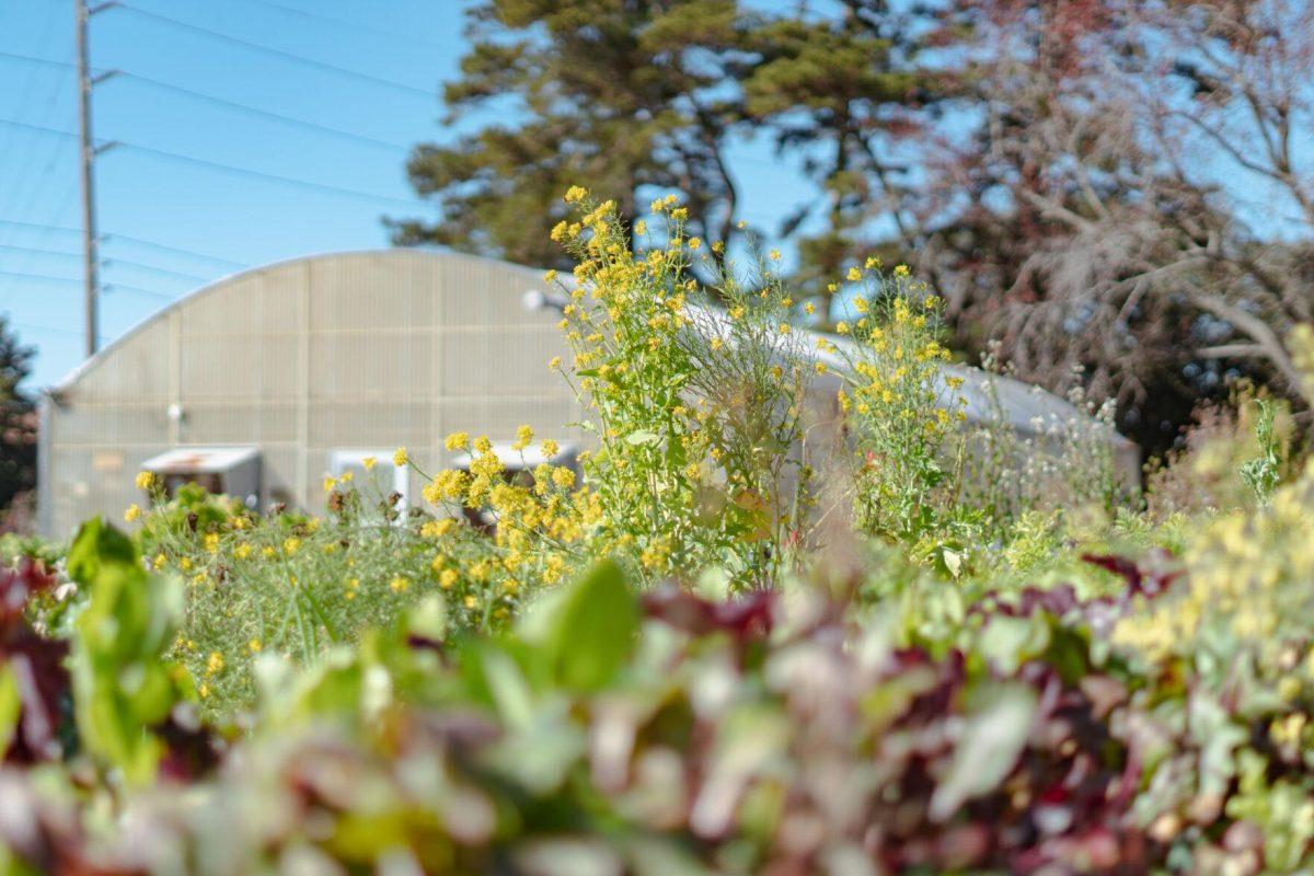 A yellow-flowering plant grows up toward the Sun on Saturday, Feb. 5, 2022, at the LSU Hill Farm Gardens on South Campus Drive in Baton Rouge, La.