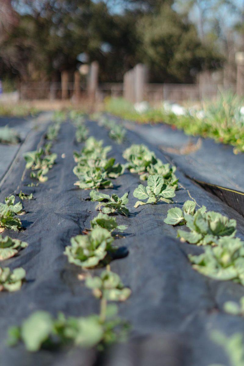 Plants grow up and out of the tarp on Saturday, Feb. 5, 2022, at the LSU Hill Farm Gardens on South Campus Drive in Baton Rouge, La.