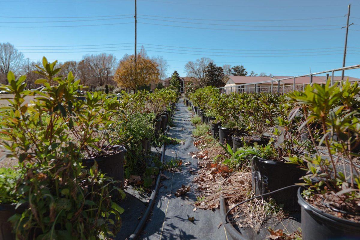 Long lines of plants sit under the Sun on Saturday, Feb. 5, 2022, at the LSU Hill Farm Gardens on South Campus Drive in Baton Rouge, La.