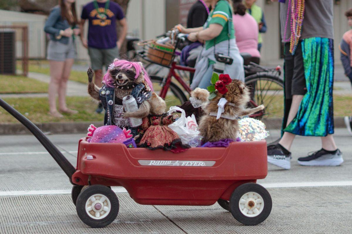 Stuffed racoons ride in a wagon on Sunday, Feb. 20, 2022, as part of the Mid City Gras parade on North Boulevard in Baton Rouge, La.