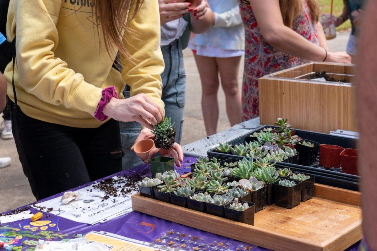 A student removes a succulent from a planter to be placed in a decorated pot.