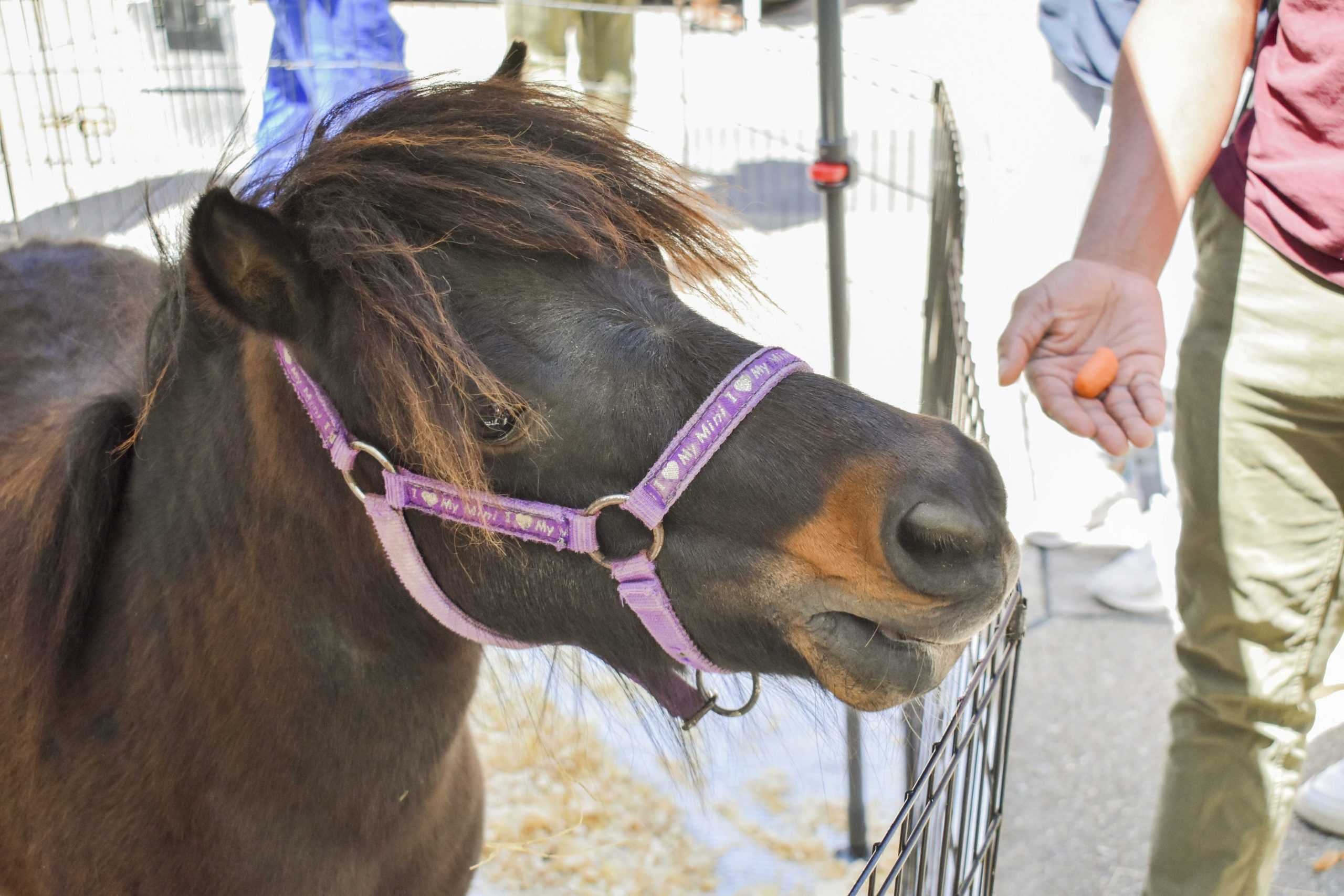 Sustainability event draws crowds of LSU students to eat plant-based foods and pet baby animals