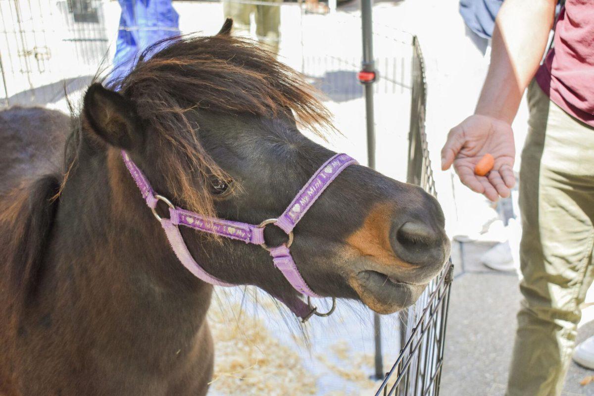 A miniature horse roams around a petting zoo Wednesday, April 27, 2022, during the Grateful for Spring event on Tower Drive in Baton Rouge, Louisiana.