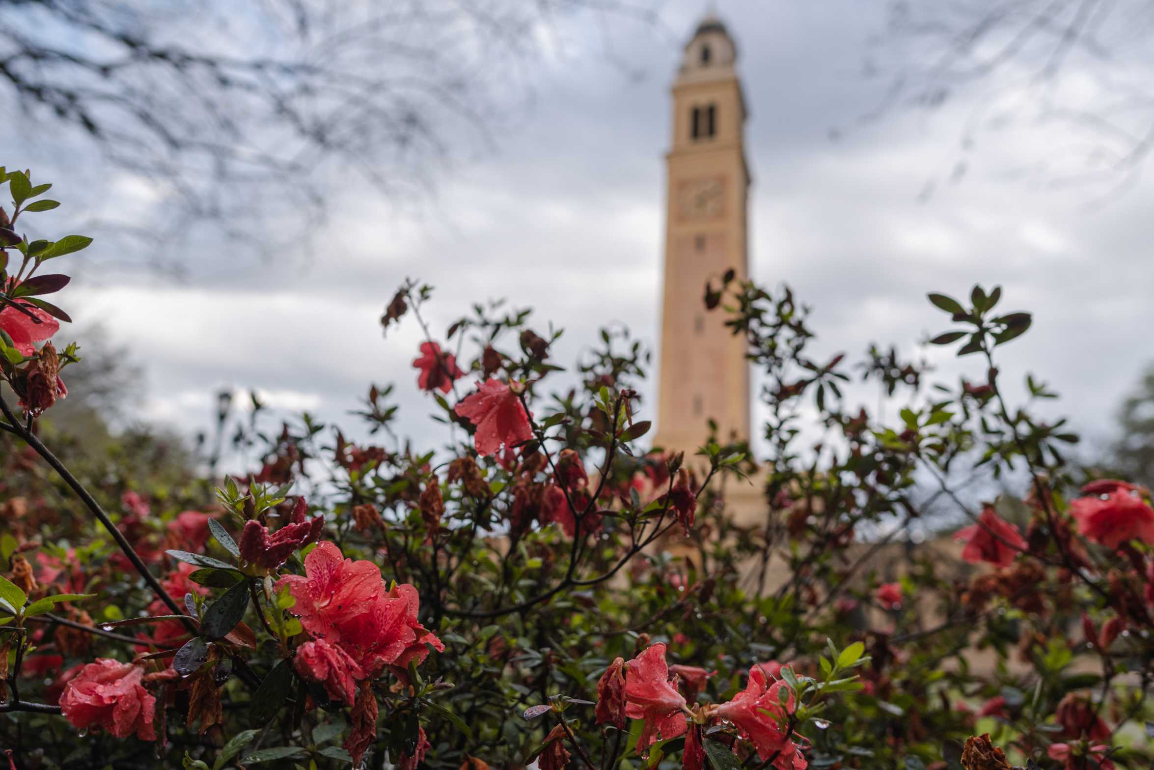 'We want y&#8217;all to enjoy it like Disney World': meet the man behind LSU's stately oaks and broad magnolias