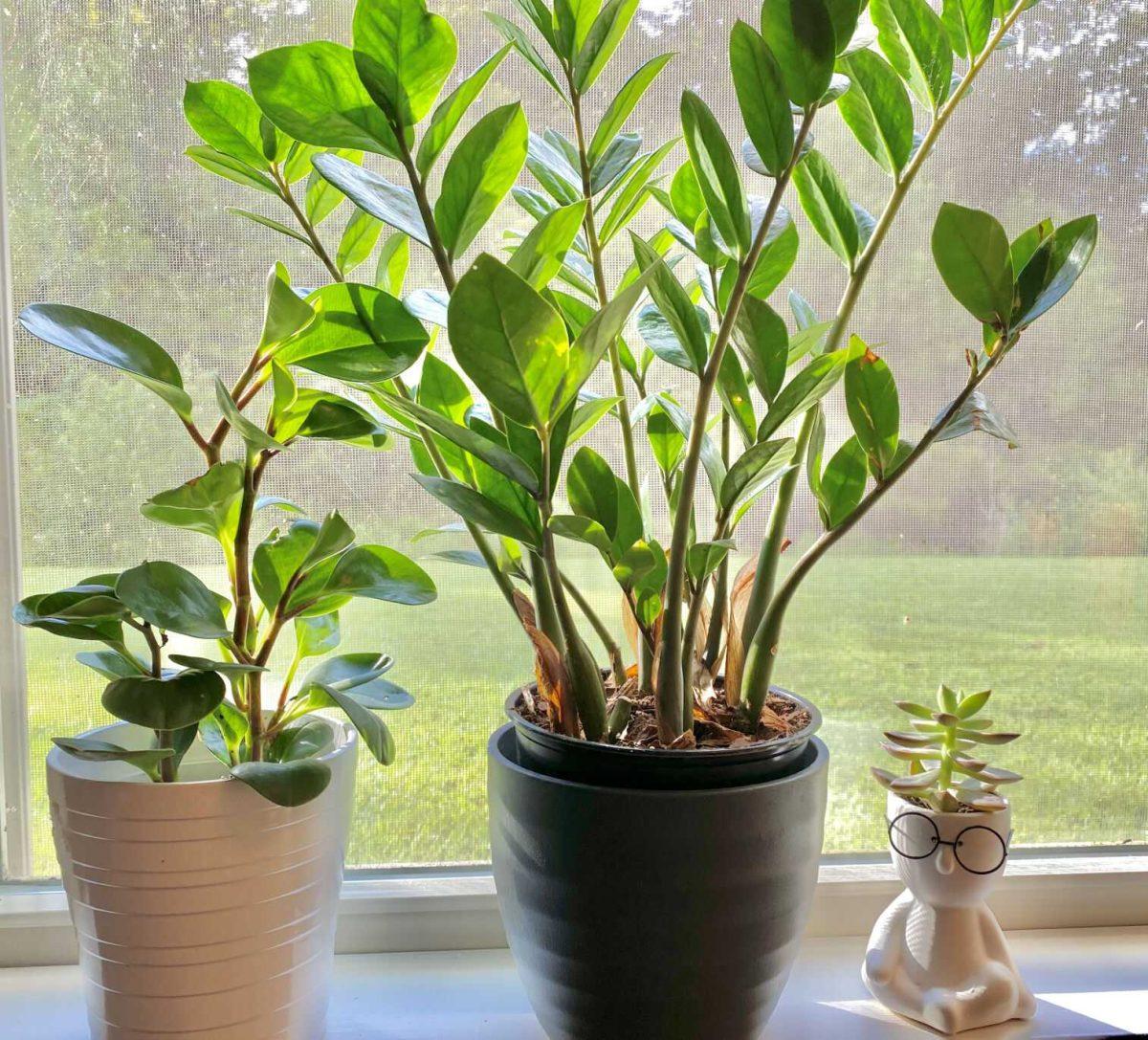 Two houseplants and one study buddy succulent sit on a windowsill as the sun beams through the glass on Aug. 27, 2022.