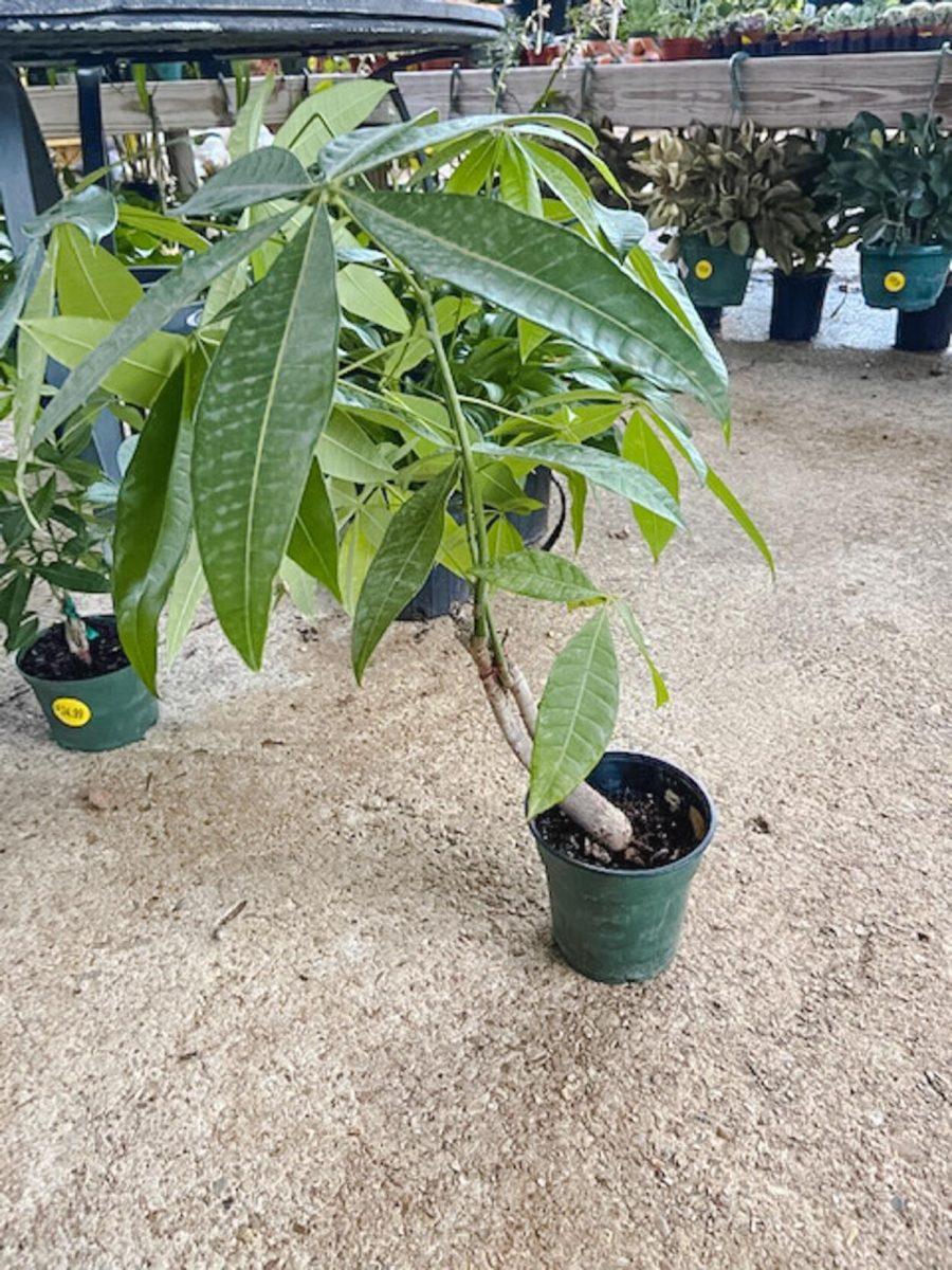 A Money Tree reaches for the Sun on Thursday, August 11, 2022, at D&#8217;s Garden Center on Pecue Lane in Baton Rouge, La.