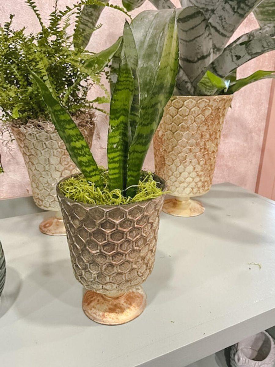 A snake plant sits on the shelf on Thursday, August 11, 2022, at D&#8217;s Garden Center on Pecue Lane in Baton Rouge, La.