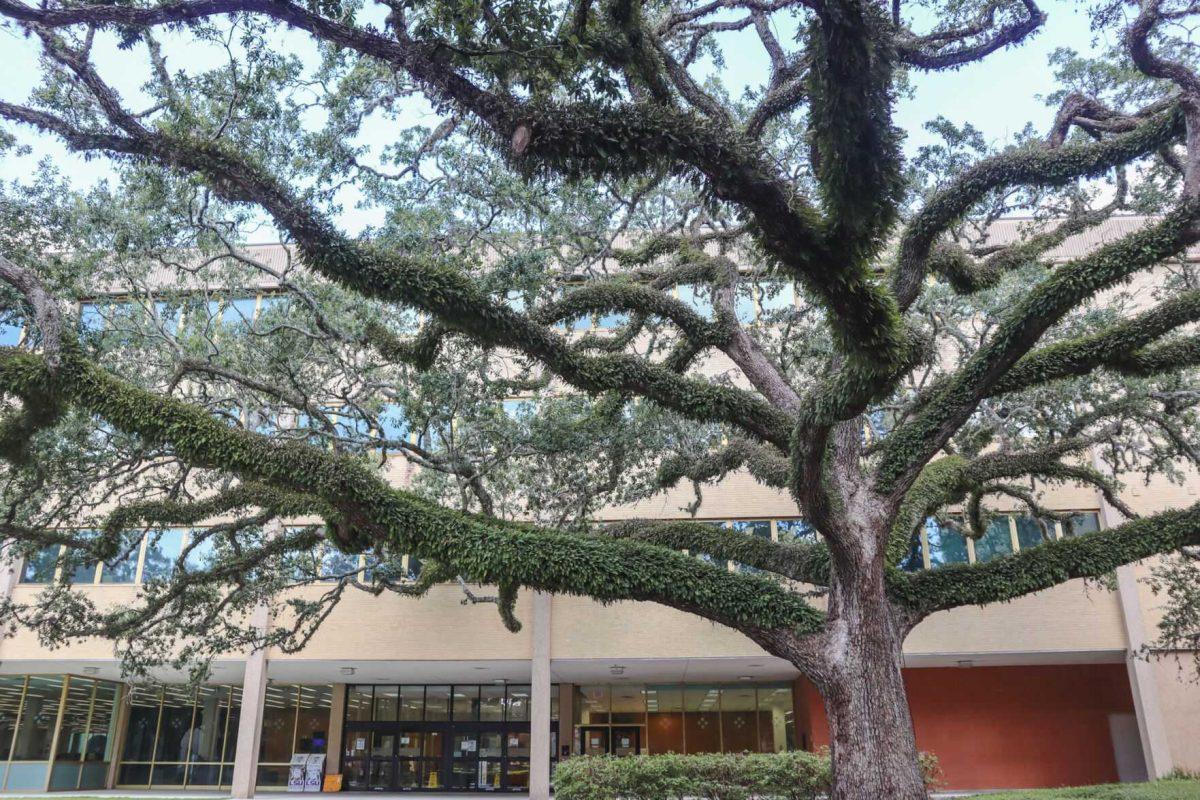 A tree grows next to the LSU Library on Sunday, Aug. 28, 2022, in the LSU Quad in Baton Rouge, La.