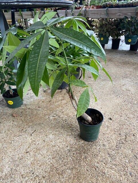 Money tree plant captured at D's Garden Center (Government)