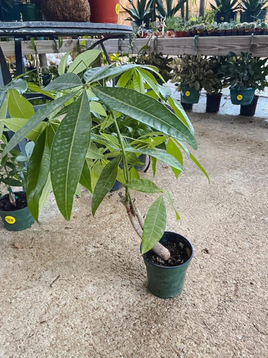 A Money Tree reaches for the Sun on Thursday, August 11, 2022, at D&#8217;s Garden Center on Government Street in Baton Rouge, La.