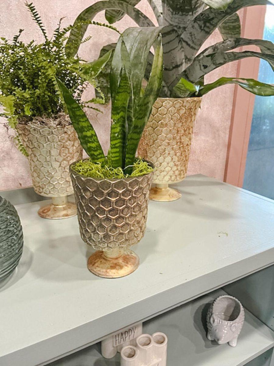 A snake plant sits on the shelf on Thursday, August 11, 2022, at D&#8217;s Garden Center on Government Street in Baton Rouge, La.