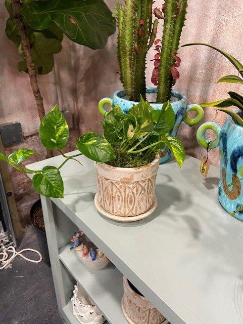 Pothos/Devil's Ivy plant&#160;plant captured at D's Garden Center (Government)