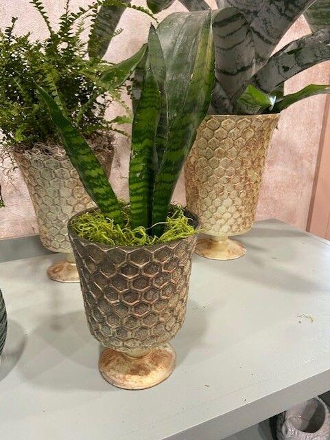 Snake&#160;plant captured at D's Garden Center (Government)