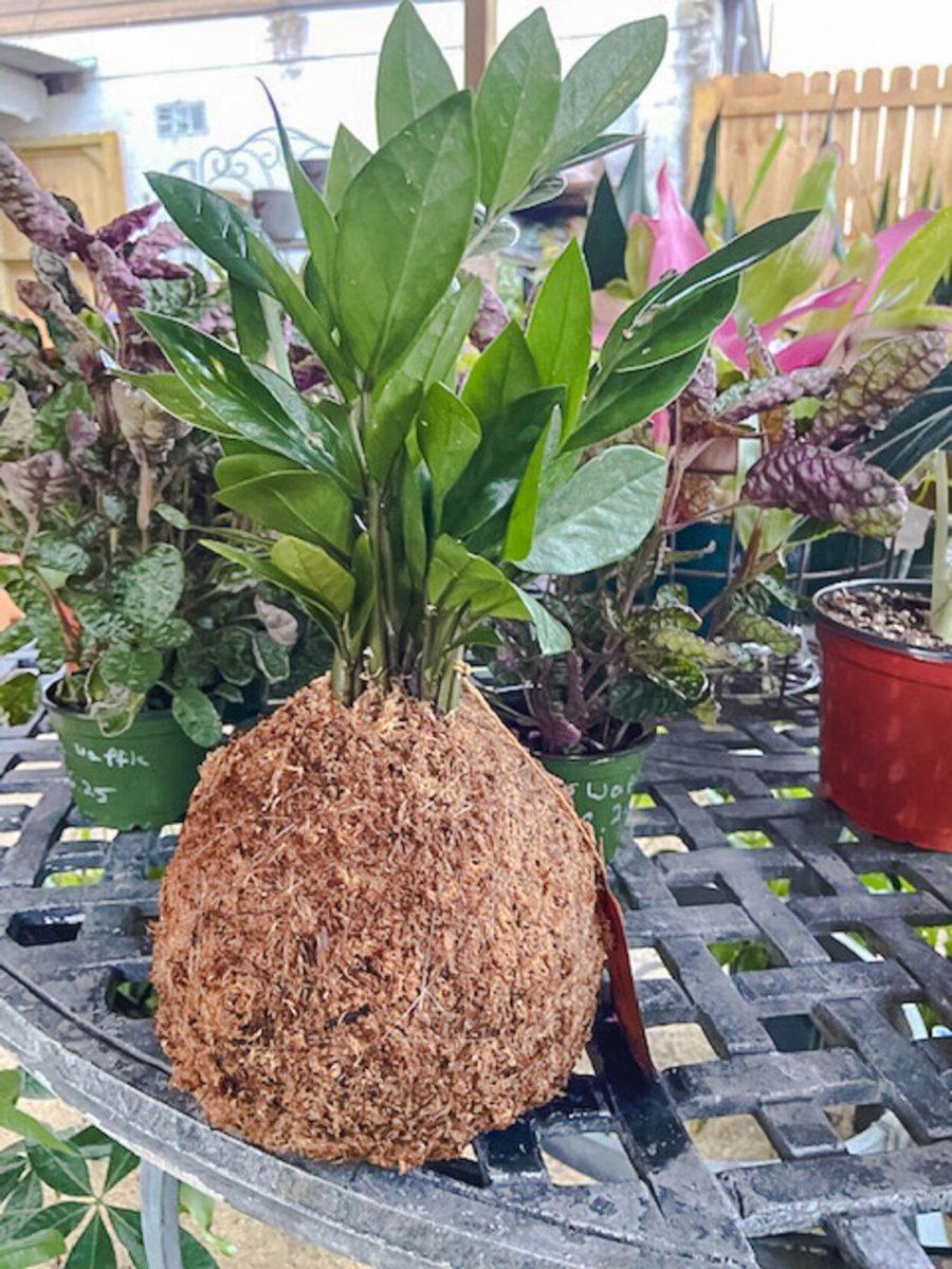 The ZZ plant remains unpotted on Thursday, August 11, 2022, at D&#8217;s Garden Center on Government Street in Baton Rouge, La.