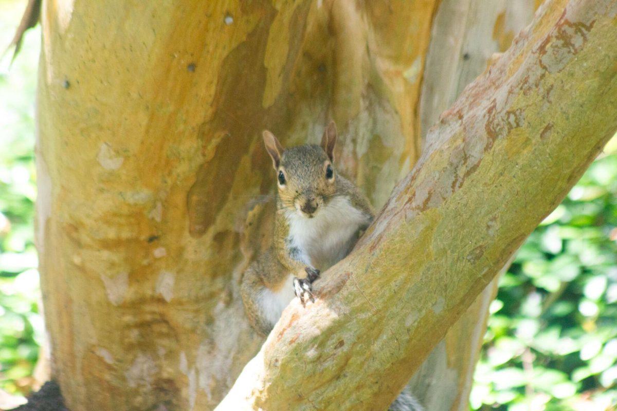 The squirrel stares on Saturday, Aug. 27, 2022, on a tree in front of Memorial Tower in Baton Rouge, La.