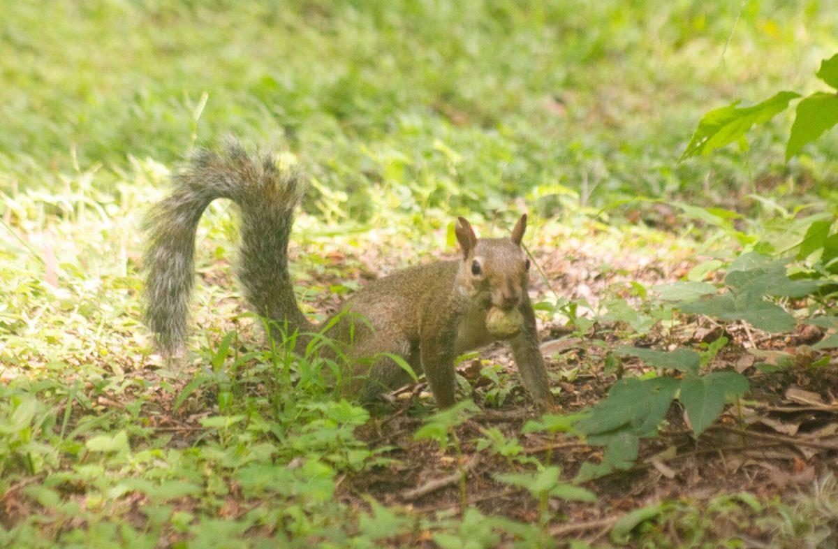 The squirrel sits on Saturday, Aug. 27, 2022, near a tree in the Enchanted Forest in Baton Rouge, La.