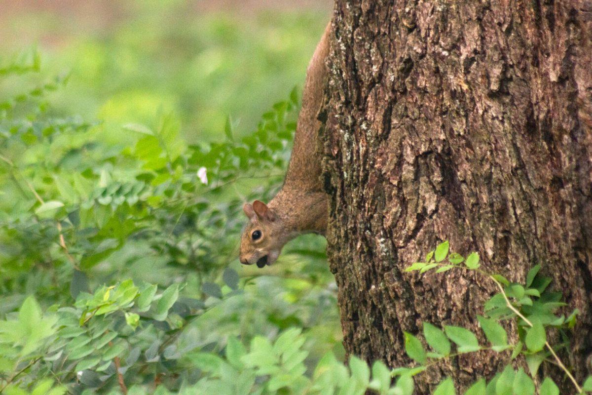 The squirrel hangs on Wednesday, Aug. 31, 2022, from a tree in the Enchanted Forest in Baton Rouge, La.