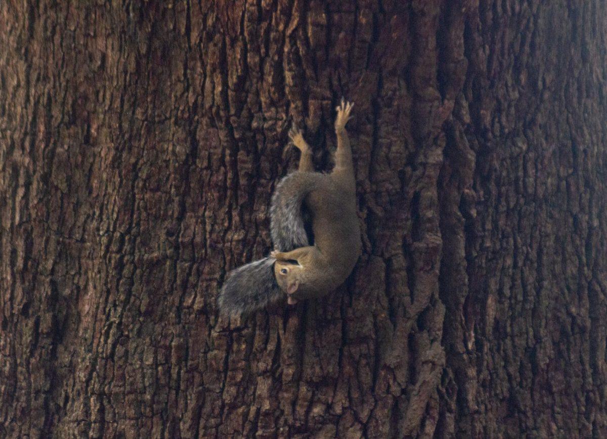 The squirrel cleans its tail on Wednesday, Aug. 31, 2022, in front of the Geaux Center in Baton Rouge, La.