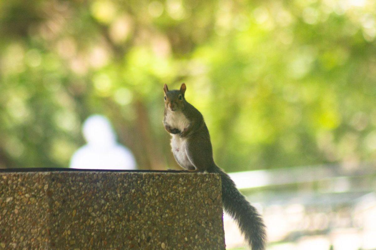 The squirrel stands on Saturday, Aug. 27, 2022, on a trash can near the LSU Library in Baton Rouge, La.