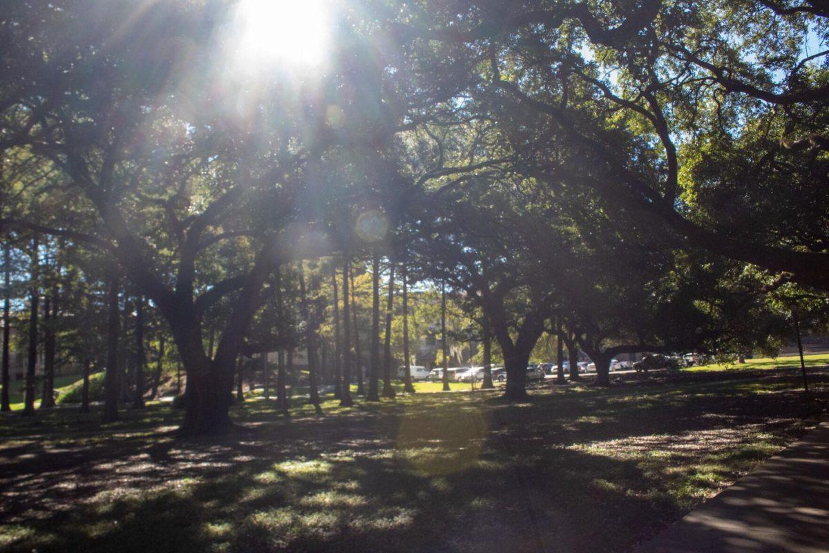 Sun shines through the branches on Thursday, Sept. 29, 2022, in the Enchated Forest on LSU campus.